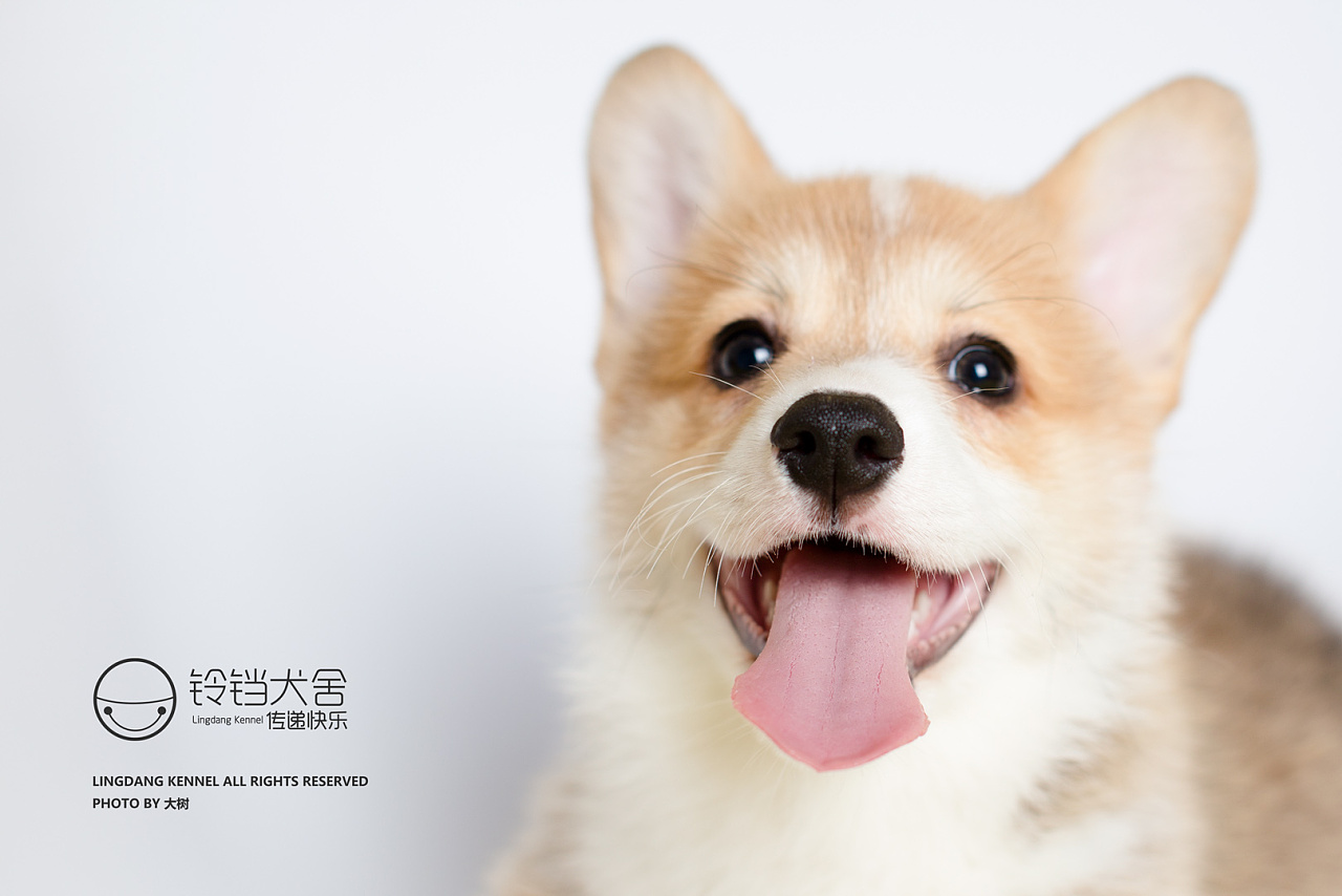 宠物时光—中华田园犬|摄影|宠物摄影|晓洋啊 - 原创作品 - 站酷 (ZCOOL)