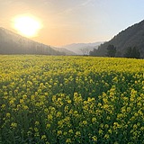 秋木熙熙的头像