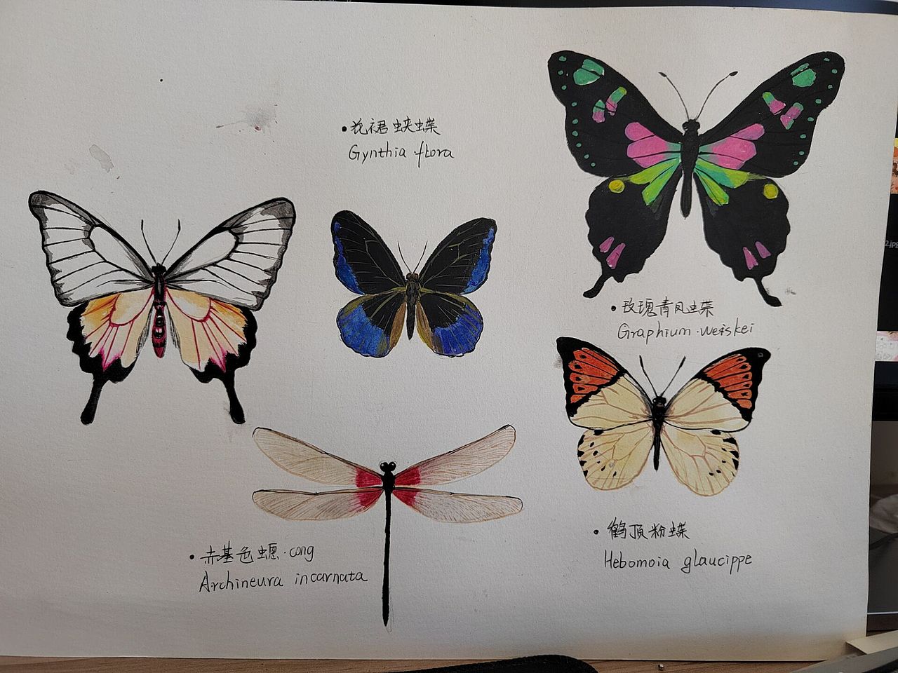 水彩蝴蝶！（图ZMzY4MjIxMzI0） - 绘本 - 站酷设计师十五的月亮十六元原创素材 - 站酷ZCOOL