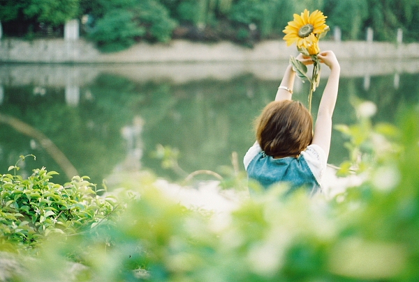 向日葵对蔷薇说