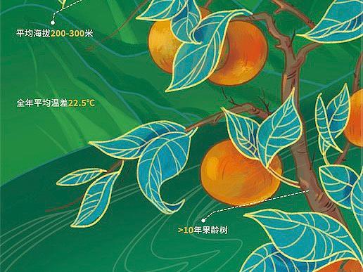 三峡山橙插画