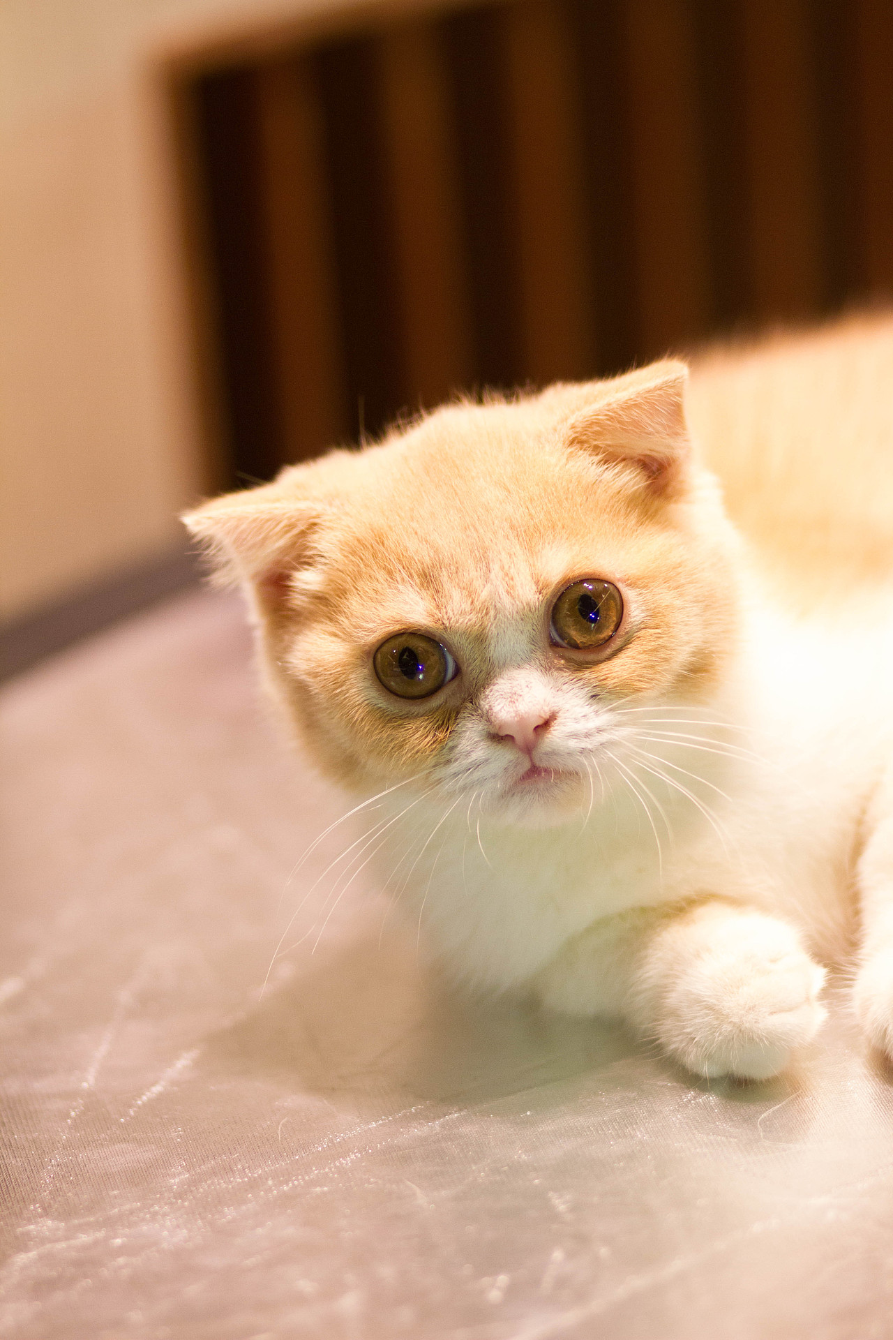 momo宠物摄影作品|摄影|宠物摄影|severn陈小七 - 原创作品 - 站酷 (z