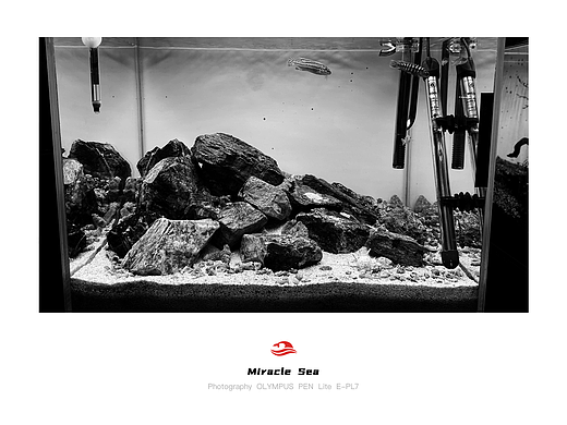 【 Miracle Sea 】岩栖缸&三湖慈鲷 #黑白照片(个人主页-ZNTYyMzU0MjA=) - 人文/纪实摄影 - 站酷设计师奇迹之海摄影原创素材 - 站酷ZCOOL