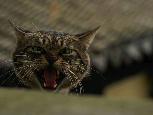 美女猫和粗糙胖狸!