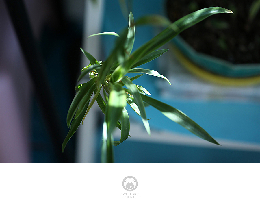 草树知春（图ZNDEwODczMDg=） - 产品摄影 - 站酷设计师挂糖原创素材 - 站酷ZCOOL