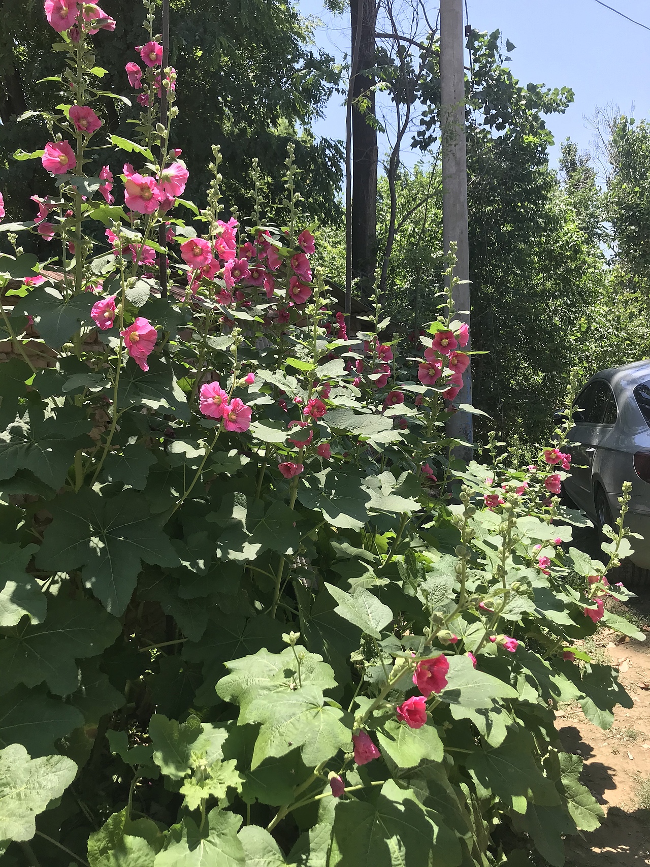 村子里的蜀葵-绿杨荫里花木深（图ZMjU5NjM1Mjky） - 人文/纪实摄影 - 站酷设计师微微的夏天原创素材 - 站酷ZCOOL