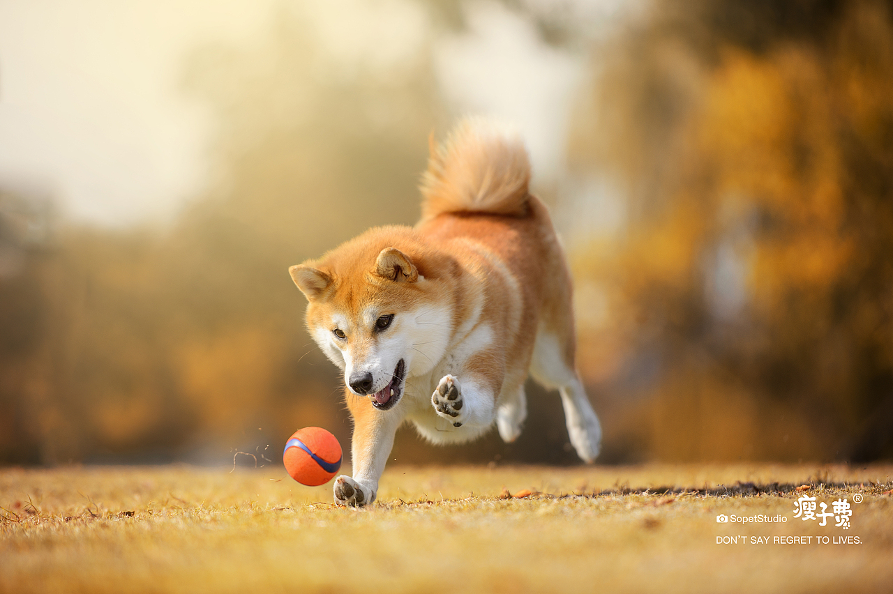 最佳组合（图ZMjc5OTQ0Njg4） - 宠物摄影 - 站酷设计师宠物摄影师瘦子费原创素材 - 站酷ZCOOL