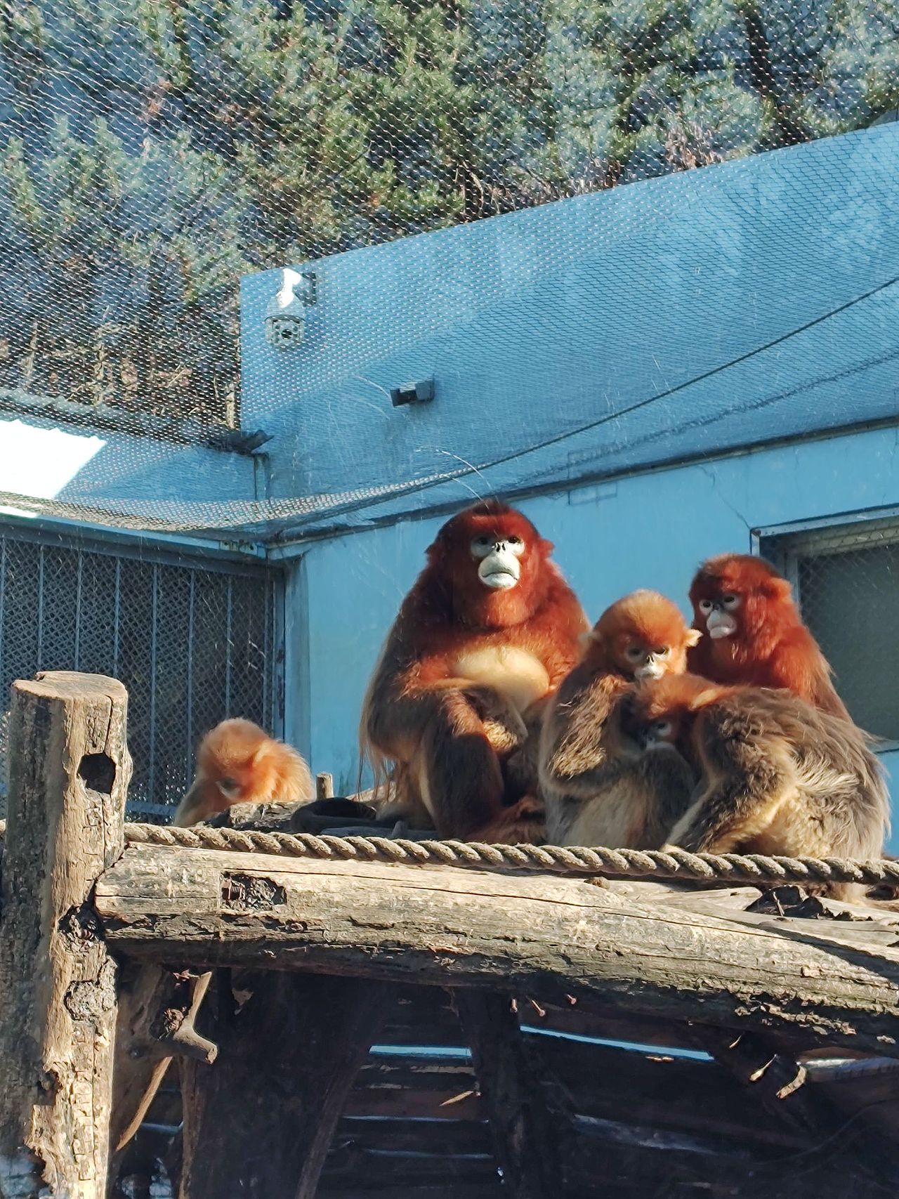 动物摄影，大连森林动物园（图ZMzU2MDMwODEy） - 风光摄影 - 站酷设计师南极洋原创素材 - 站酷ZCOOL