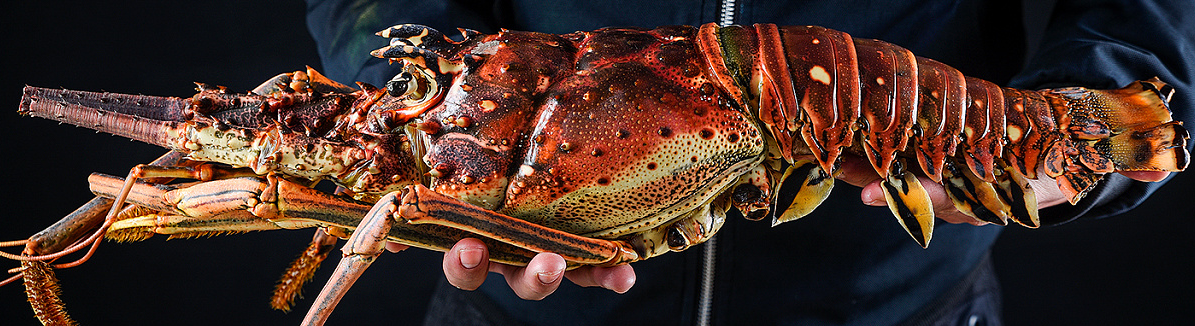 尚帝動畫影視的個人主頁（封面預(yù)覽） - 主頁封面設(shè)置 - 站酷設(shè)計師尚帝動畫影視原創(chuàng)素材 - 站酷ZCOOL