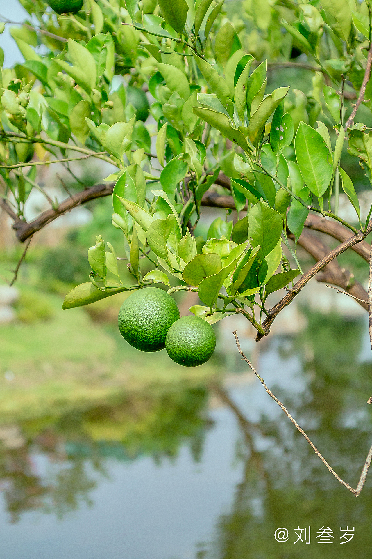 家附近随拍（三）（图ZMjE4OTExODU2） - 风光摄影 - 站酷设计师劉九期原创素材 - 站酷ZCOOL