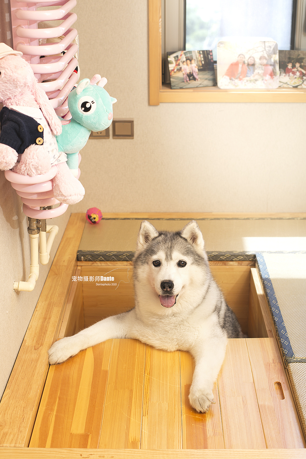 Dante宠物摄影上门拍摄