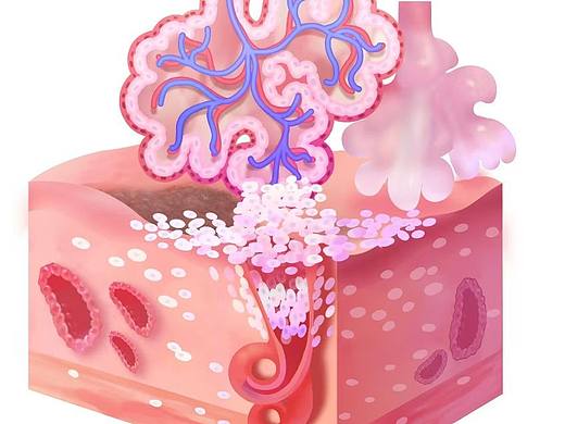 科研绘图——子宫内膜和绒毛