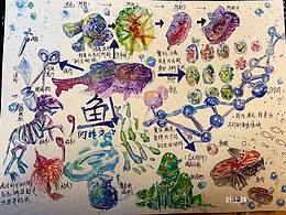 魚(yú) 思維導(dǎo)圖