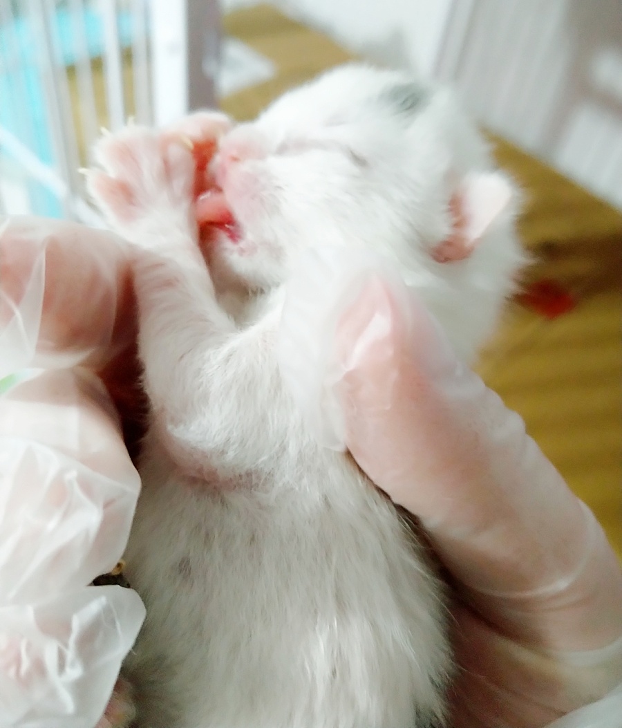 可爱的英短小猫|动物|摄影|kate萌猫舍 - 原创设计作品 - 站酷 (zcool