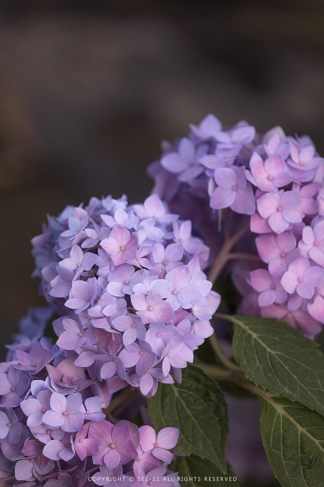 初夏的颜色67676767无尽夏