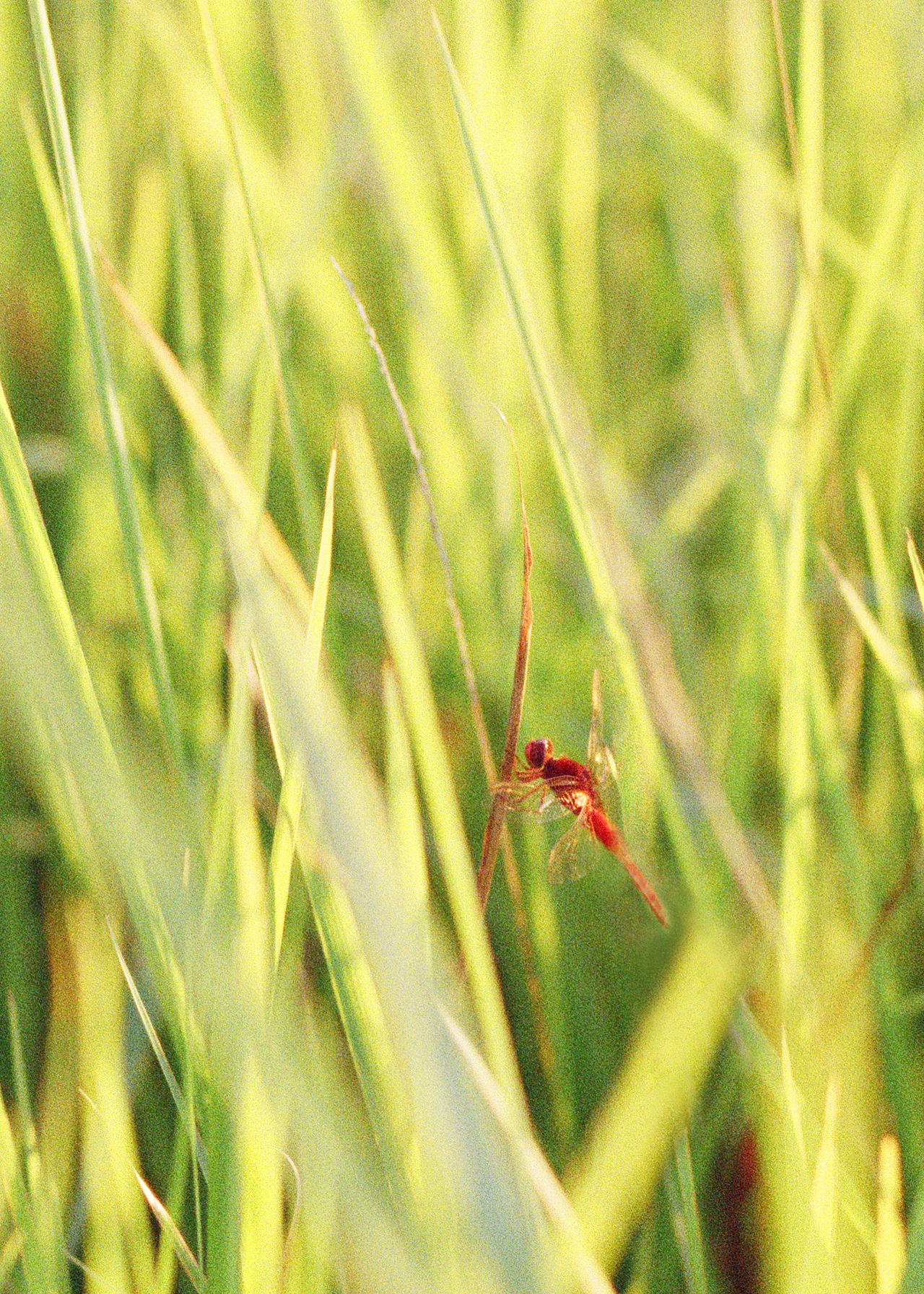 秋尋（圖ZMjI1MDEzNzAw） - 人像攝影 - 站酷設(shè)計(jì)師長(zhǎng)腿老頭Art原創(chuàng)素材 - 站酷ZCOOL