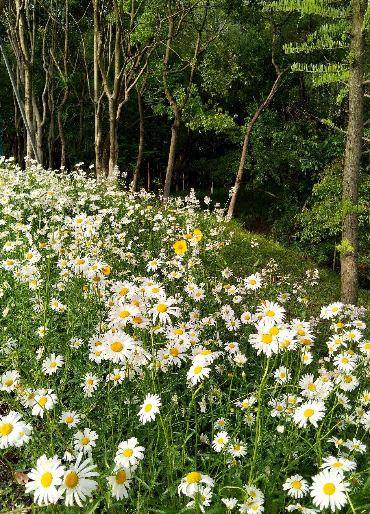 宝山.丰翔智秀公园