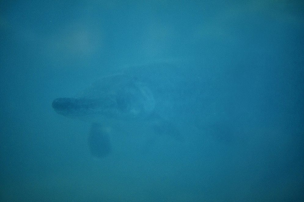 2013拍摄动物整理