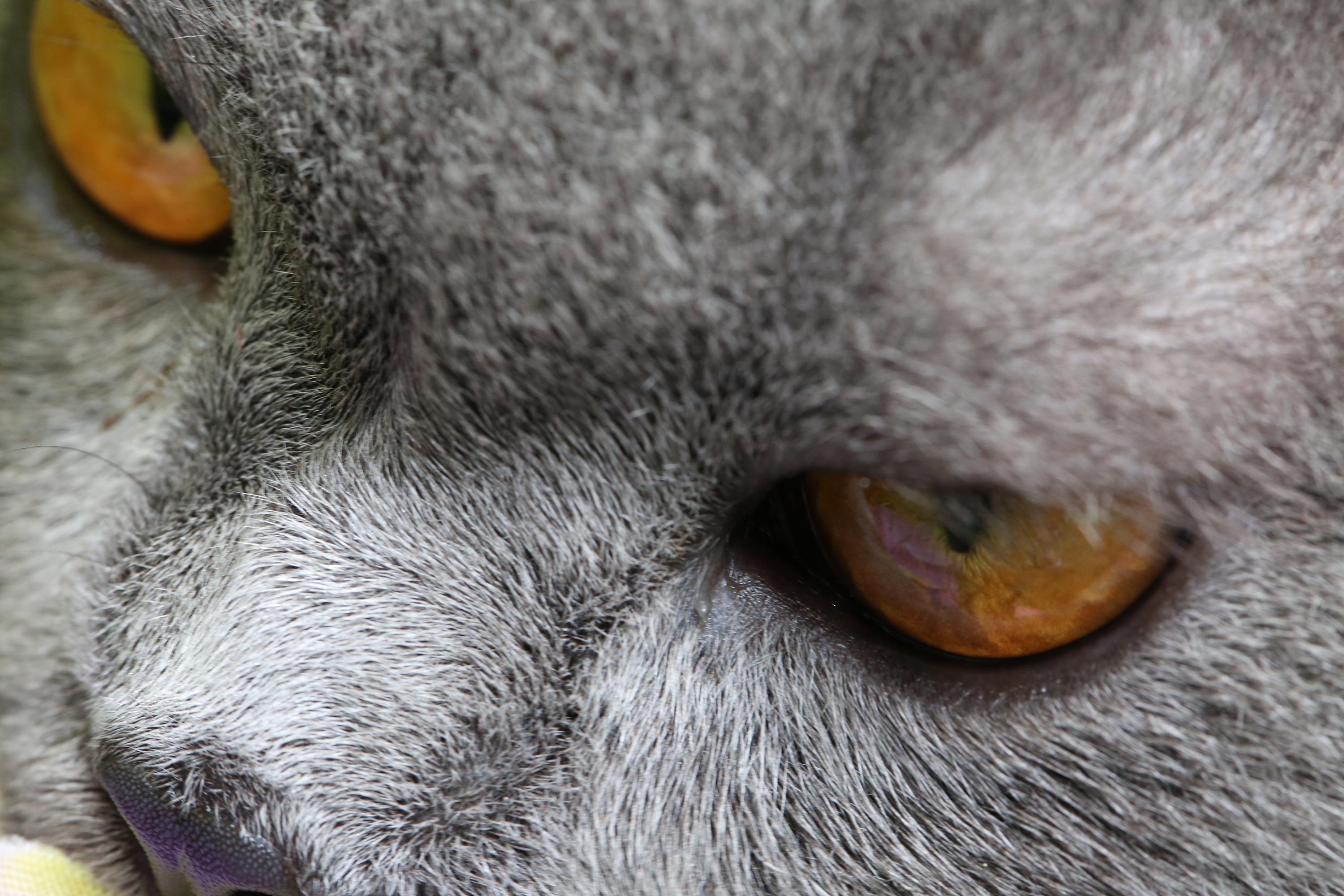 高冷的灰哥|摄影|动物|晓晓的世界里 - 原创作品 - 站酷 (zcool)