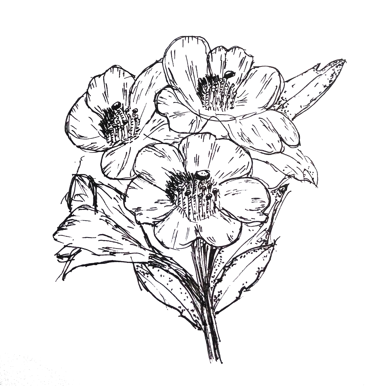 钢笔画花草临摹