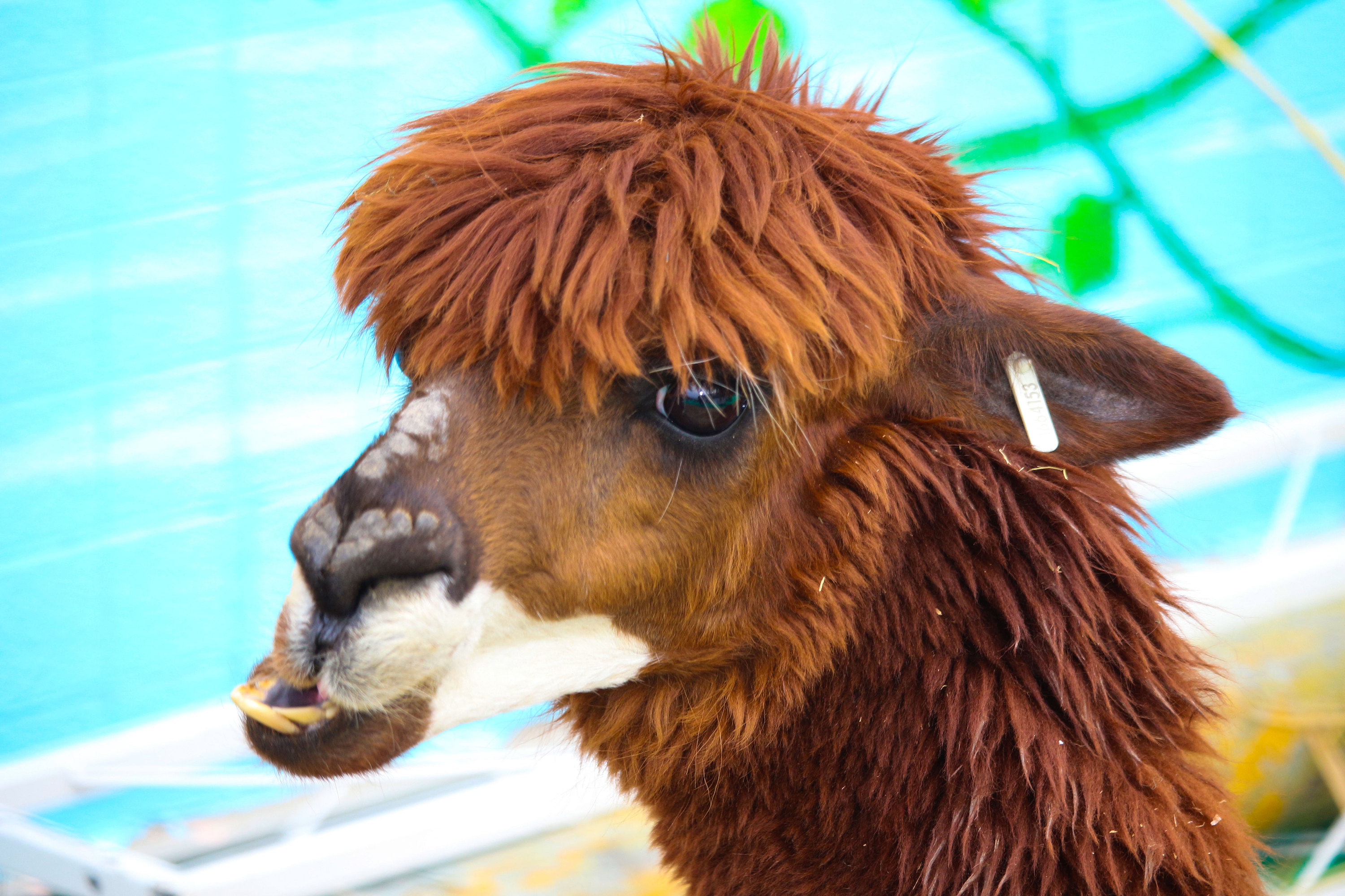 哈喽,我是羊驼小王子