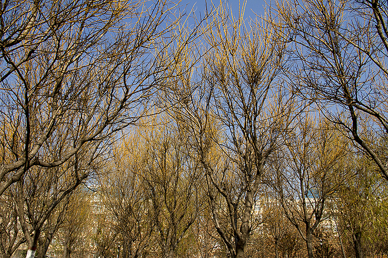 2013-12-01-老家晏城(第二弹)