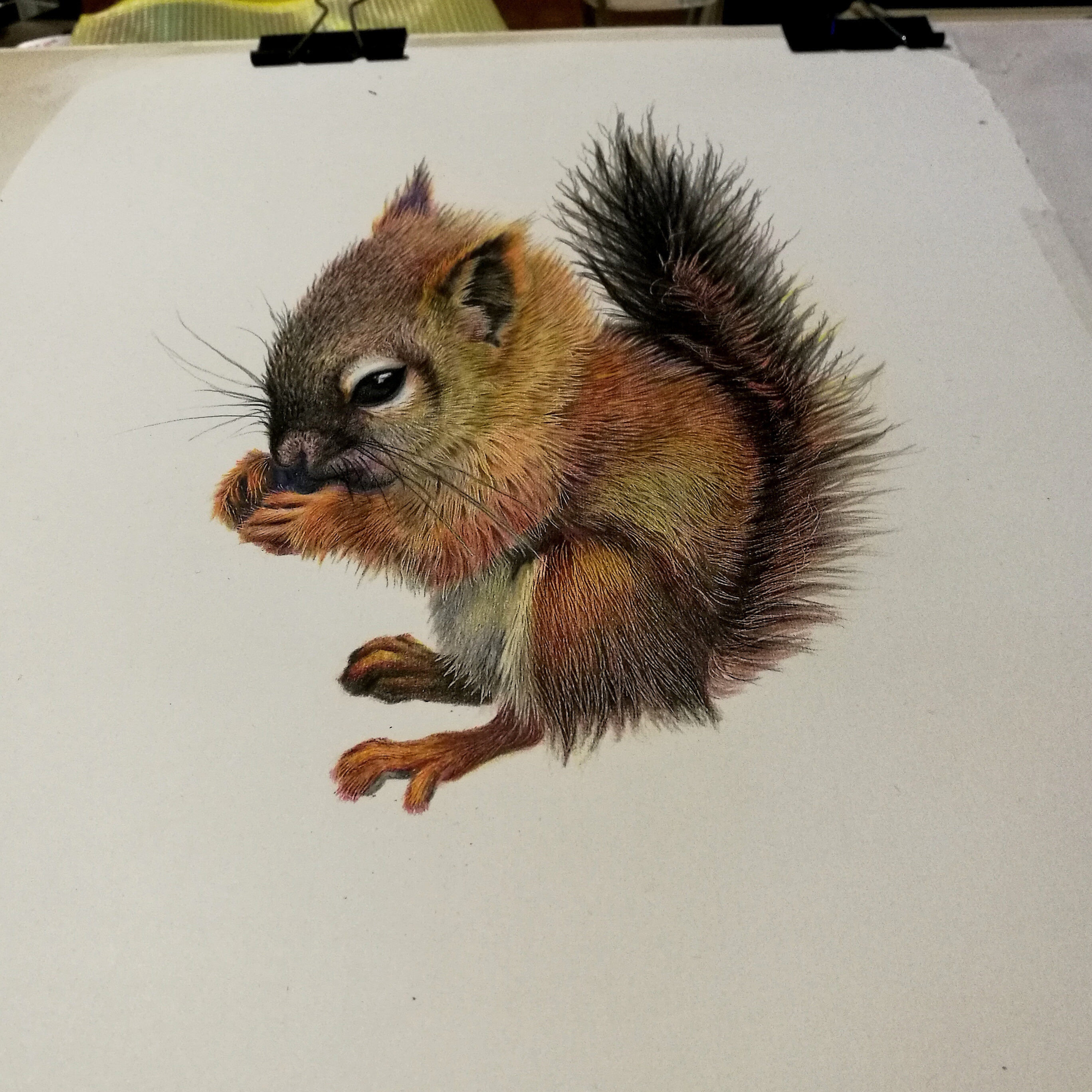 【彩铅立绘】一只小松鼠