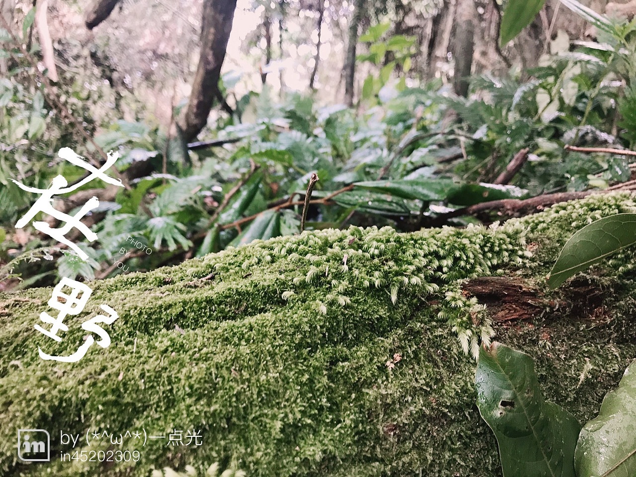 大爱百花岭（图ZOTYyNDY4ODQ=） - 风光摄影 - 站酷设计师XIXI870130原创素材 - 站酷ZCOOL