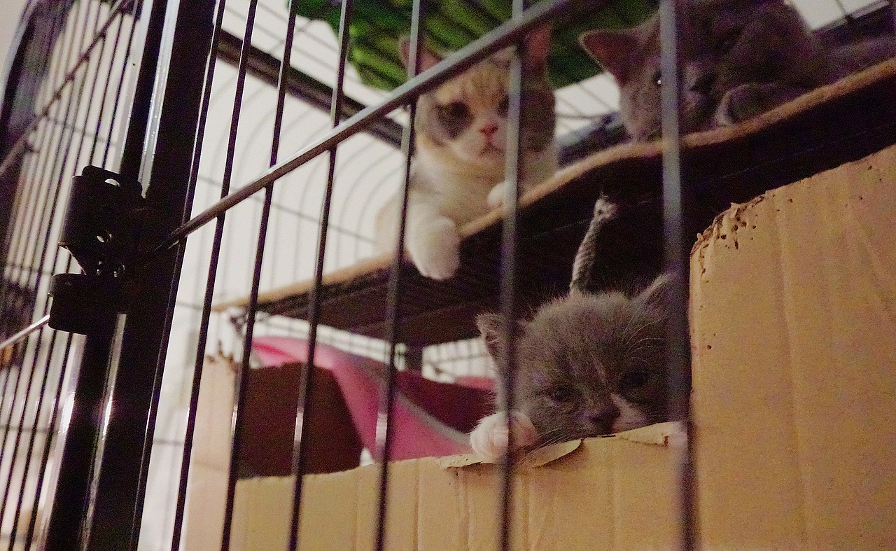 他和他的猫