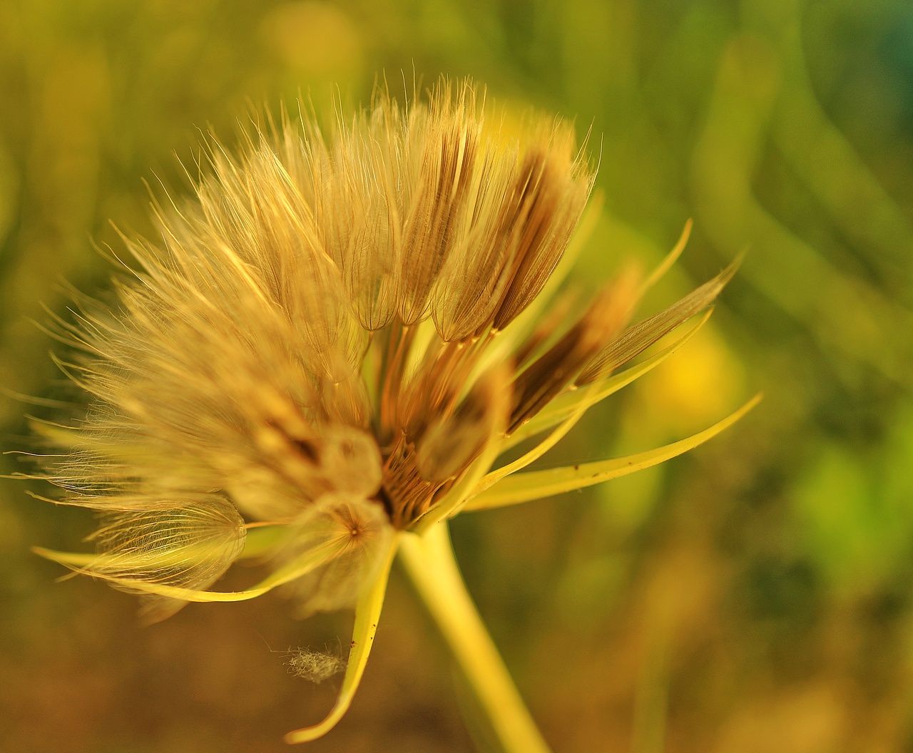一花一草一世界