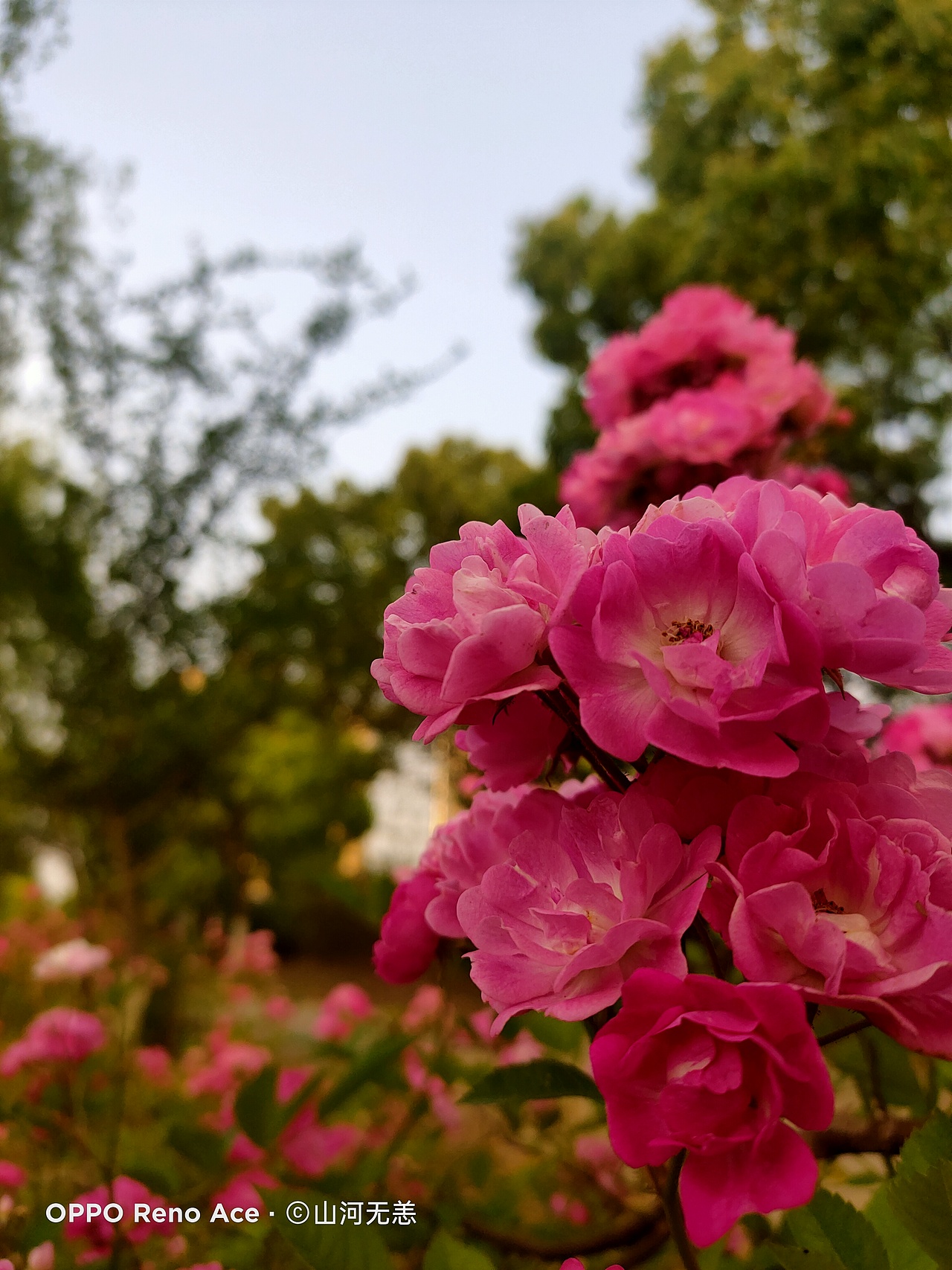 隨手一拍（圖ZMjUzODQ1ODQw） - 風(fēng)光攝影 - 站酷設(shè)計(jì)師A山河無恙原創(chuàng)素材 - 站酷ZCOOL