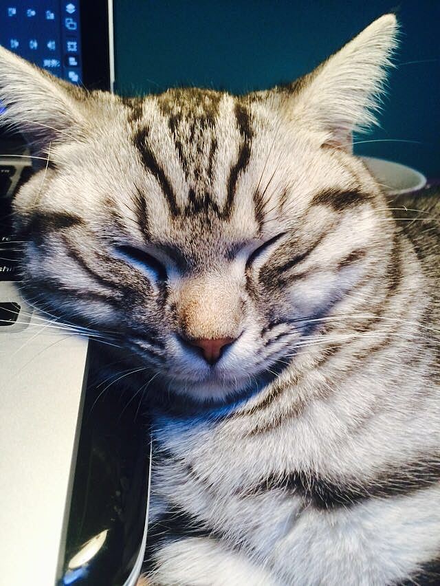 我有一对儿混世小魔王（图ZMjU2OTM3MDg=） - 宠物摄影 - 站酷设计师lhwcarolyn原创素材 - 站酷ZCOOL