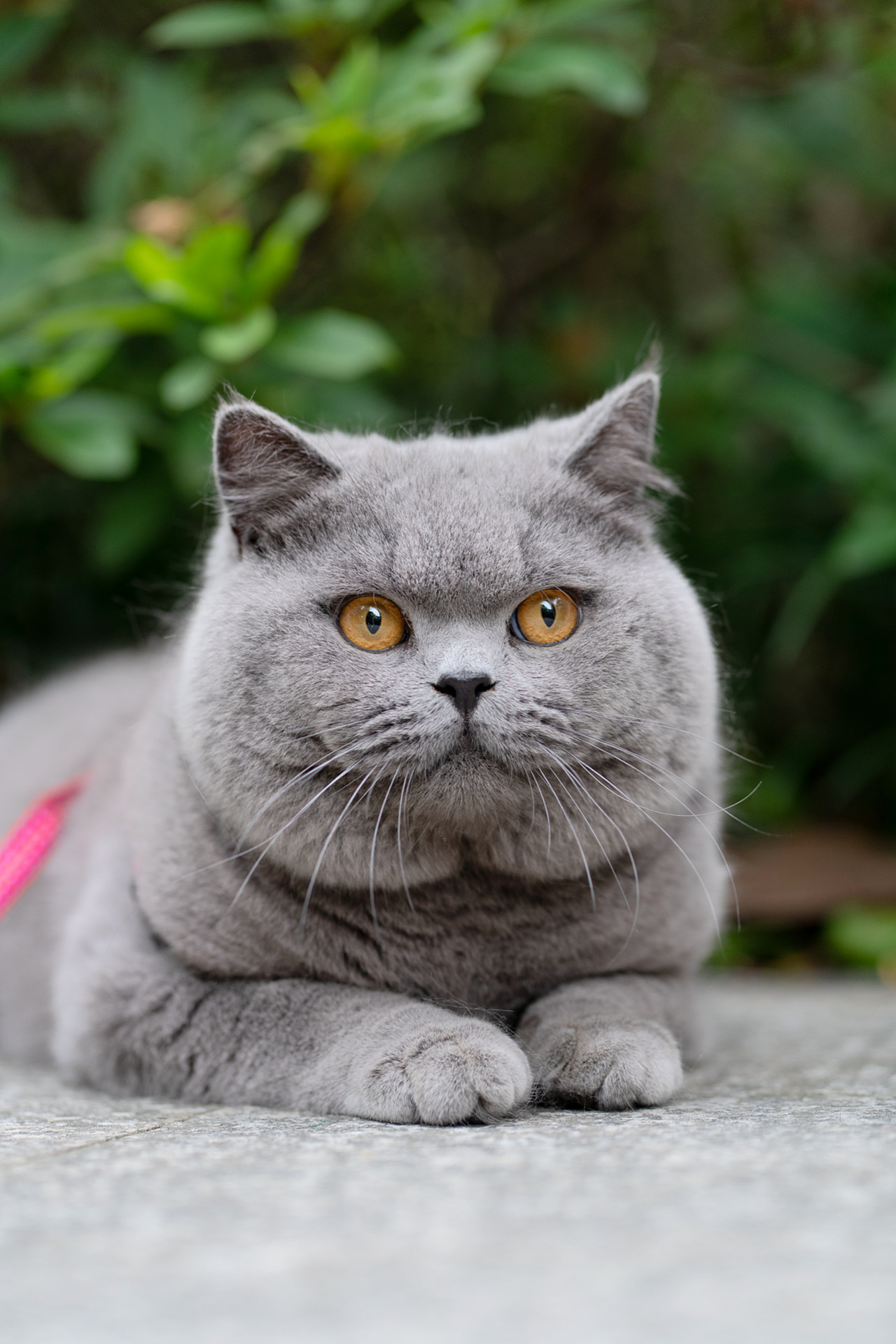 英短蓝猫纯蓝色英国短毛猫沐米猫舍适合当种猫