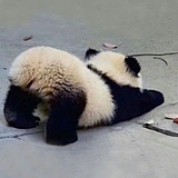 流浪的维纳斯的头像