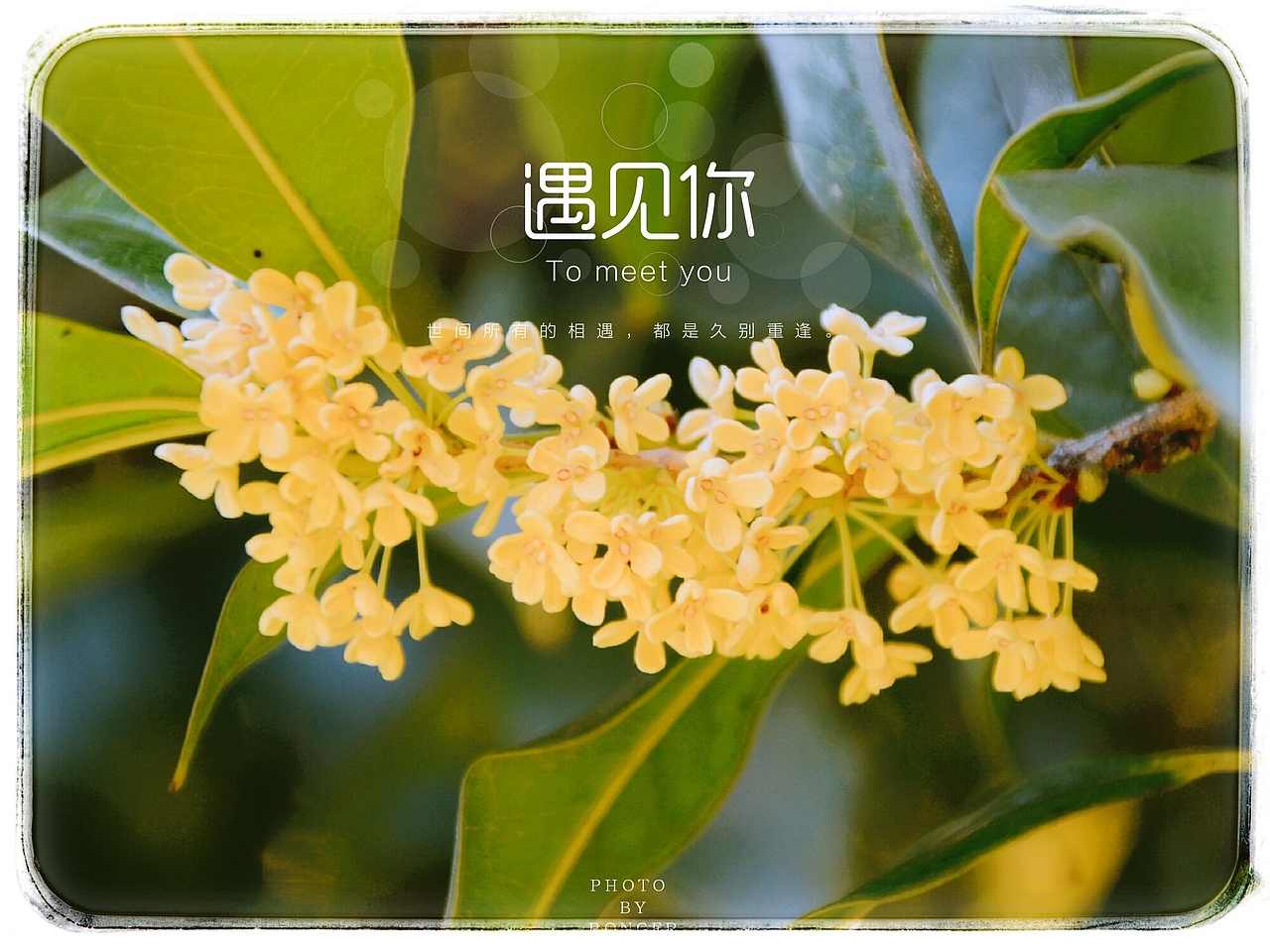 桂花（图ZOTMwODI5MDA=） - 风光摄影 - 站酷设计师爱摄影的五花肉原创素材 - 站酷ZCOOL