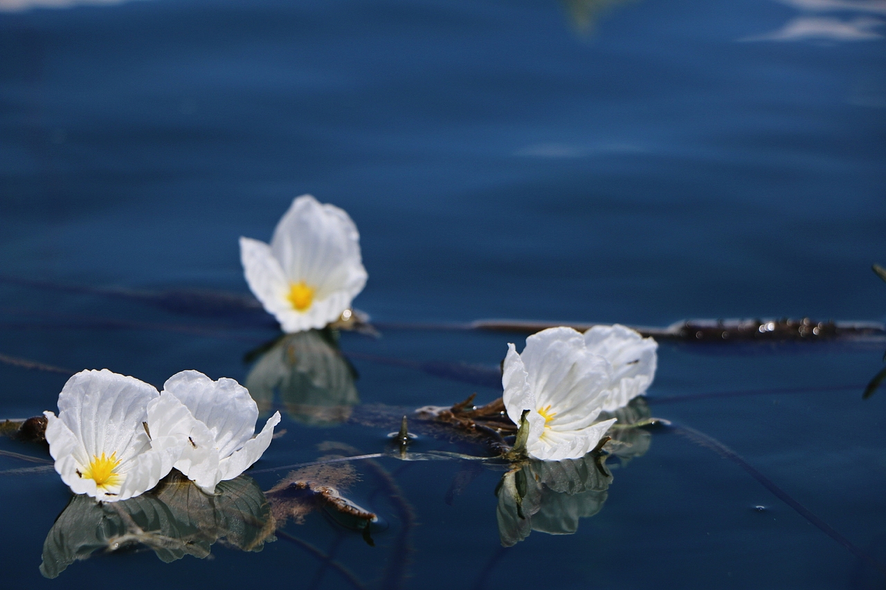 泸沽湖|水性杨花