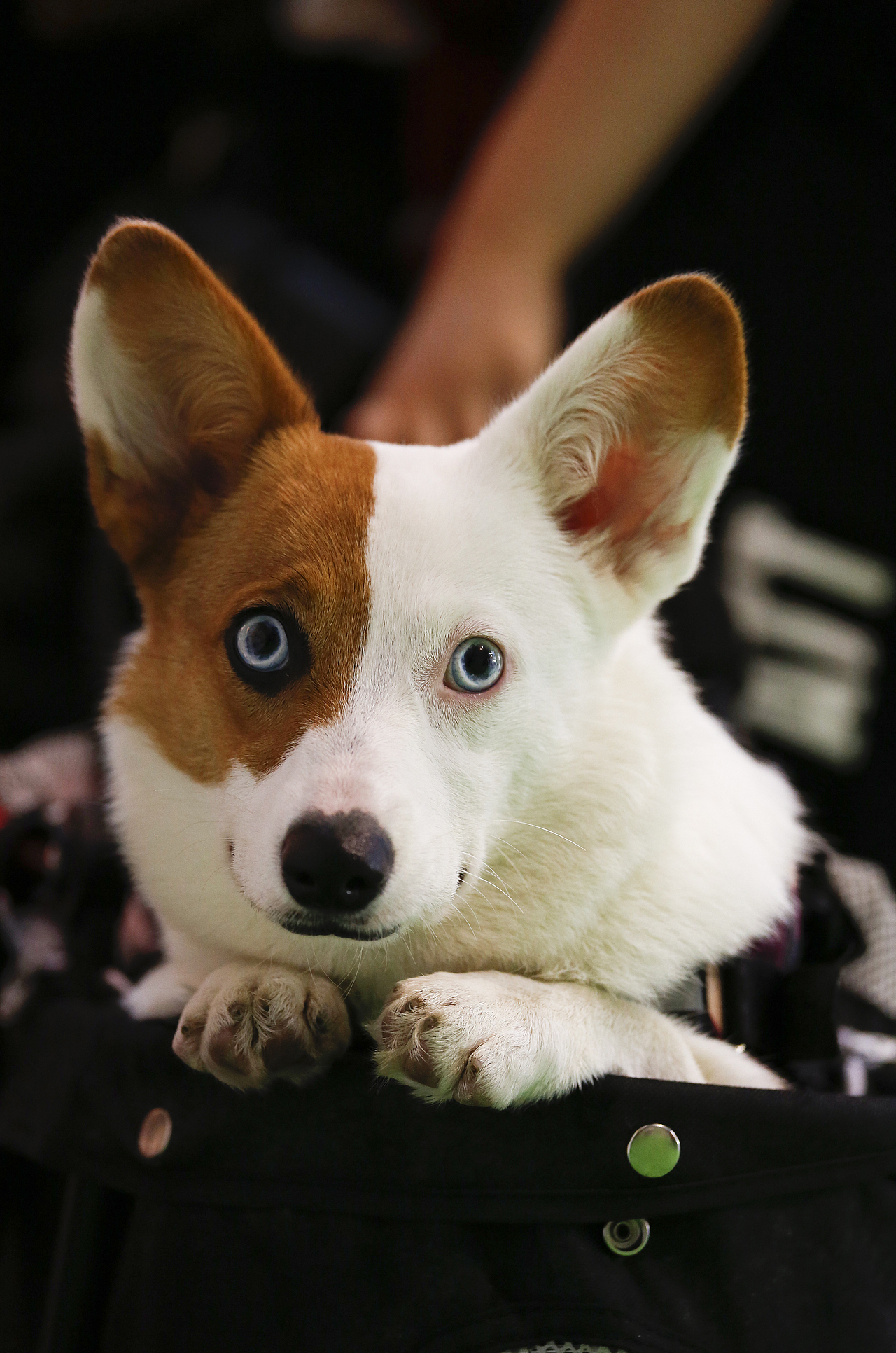 2019年5月广州琶洲华南宠物用品展