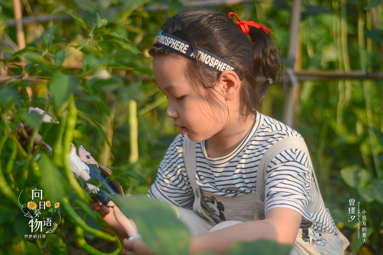 夏日炎炎 ,葵花超甜