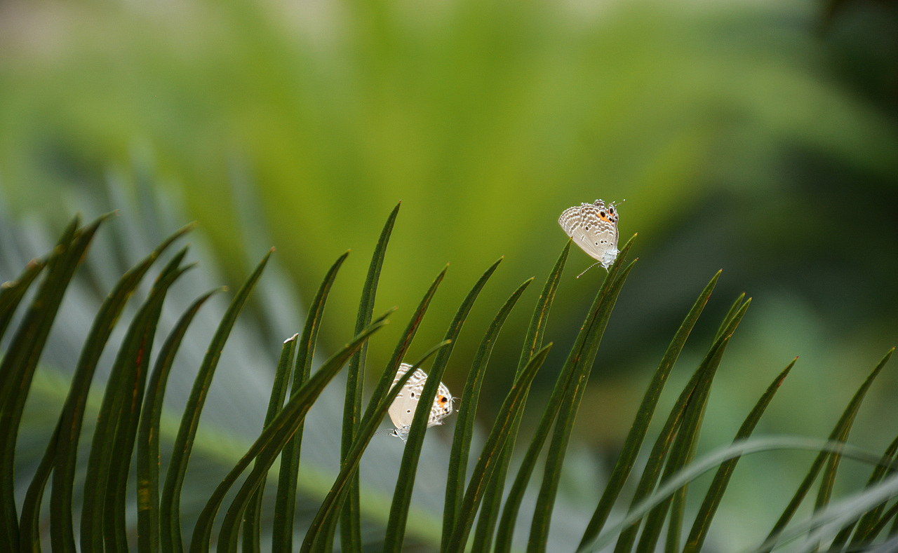 打卡仙湖植物园（图ZMTU2NzY5OTA0） - 人文/纪实摄影 - 站酷设计师贱熊JX原创素材 - 站酷ZCOOL