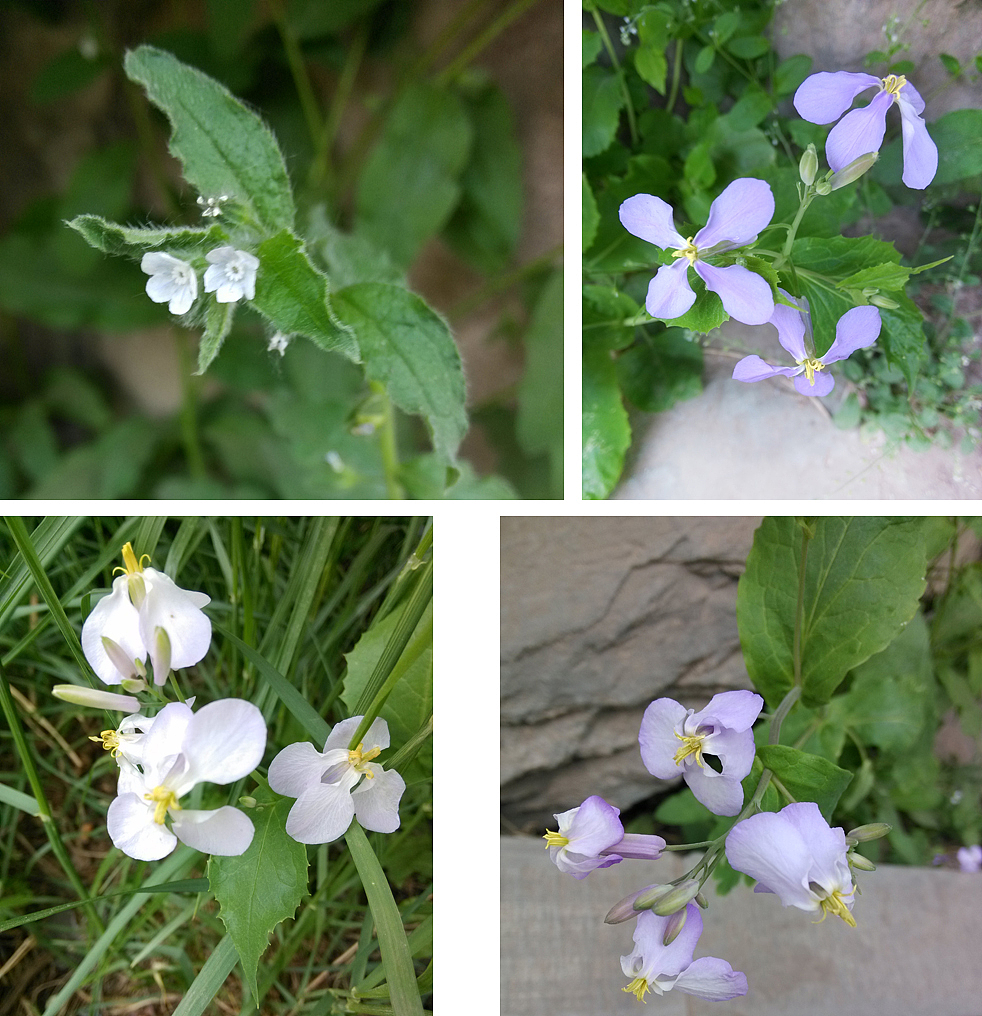 小野花（图ZOTM3MzU4NA==） - 产品摄影 - 站酷设计师中国小武原创素材 - 站酷ZCOOL