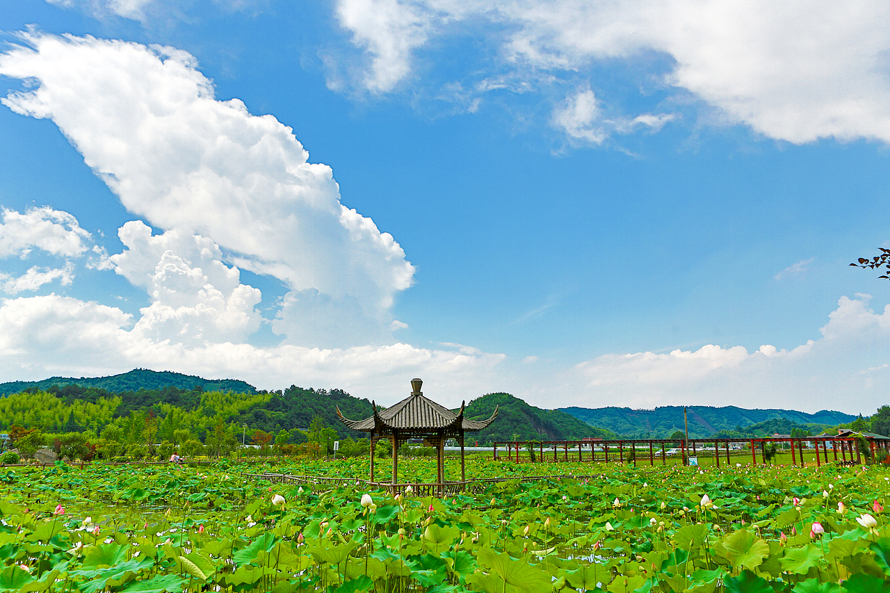 夏荷（图ZMzA5NDcwNTA0） - 风光摄影 - 站酷设计师商陆2334原创素材 - 站酷ZCOOL