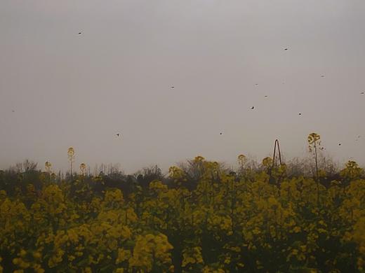 油菜花采风