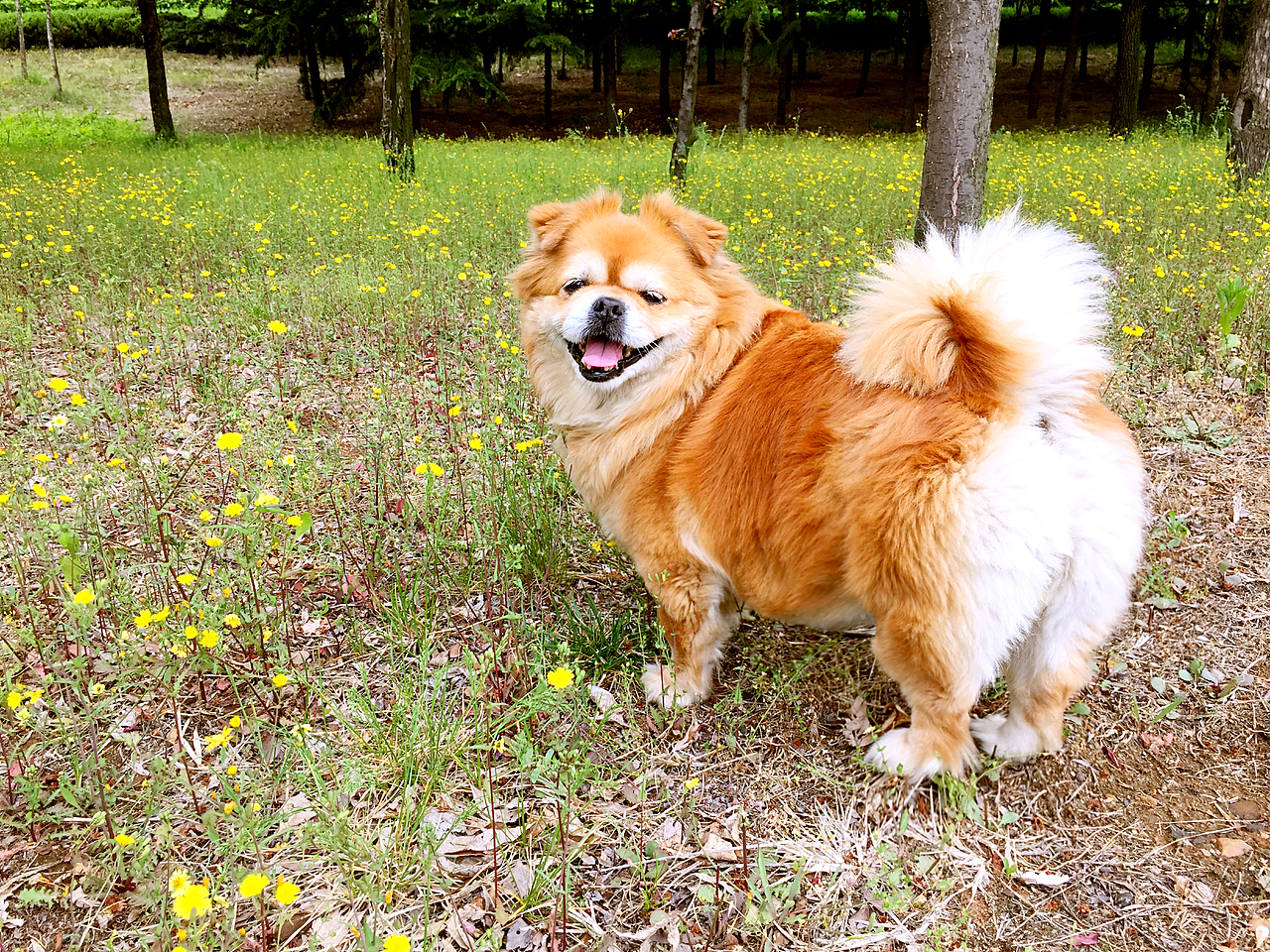 小皮的美好生活