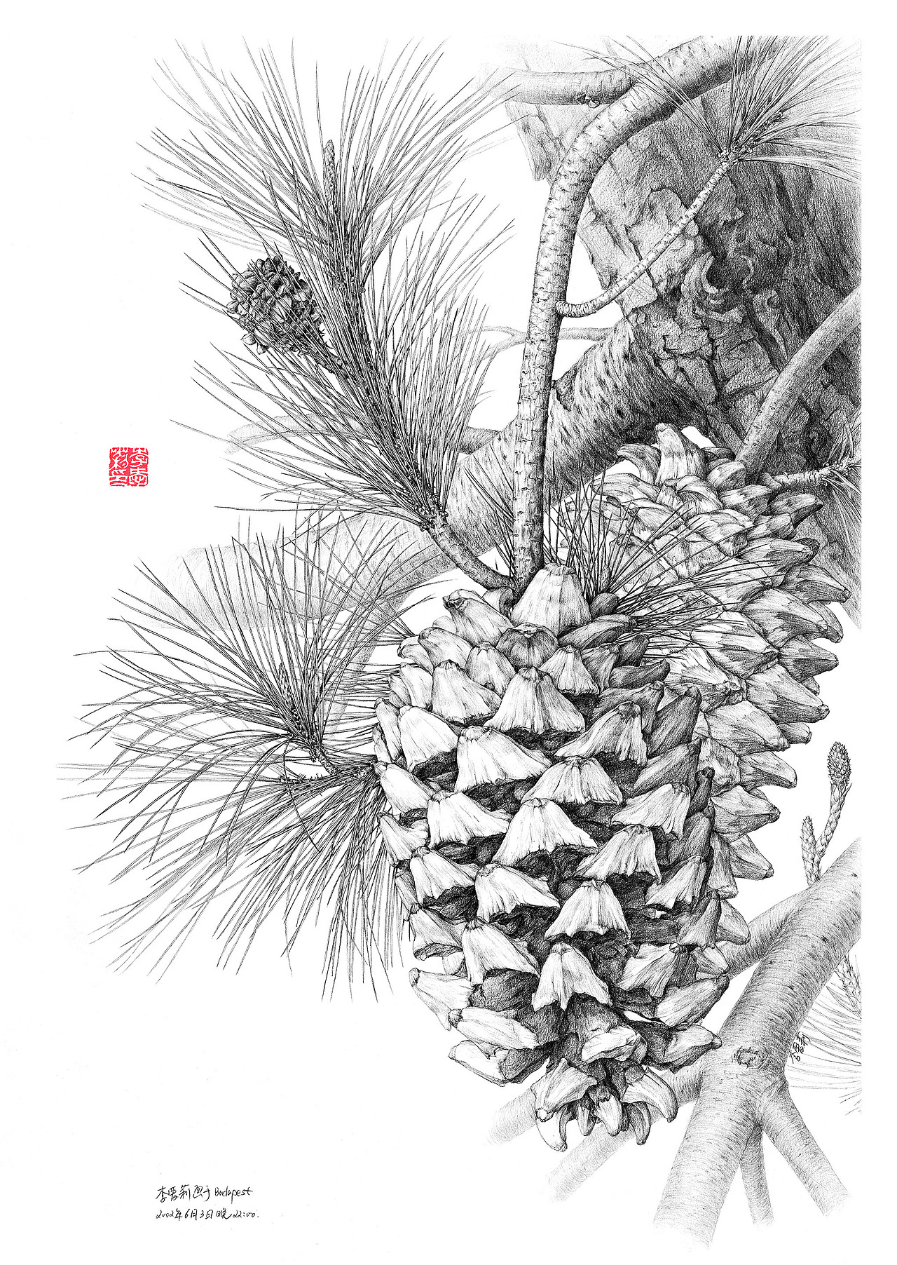 pinusmaximartinezii马丁内斯松