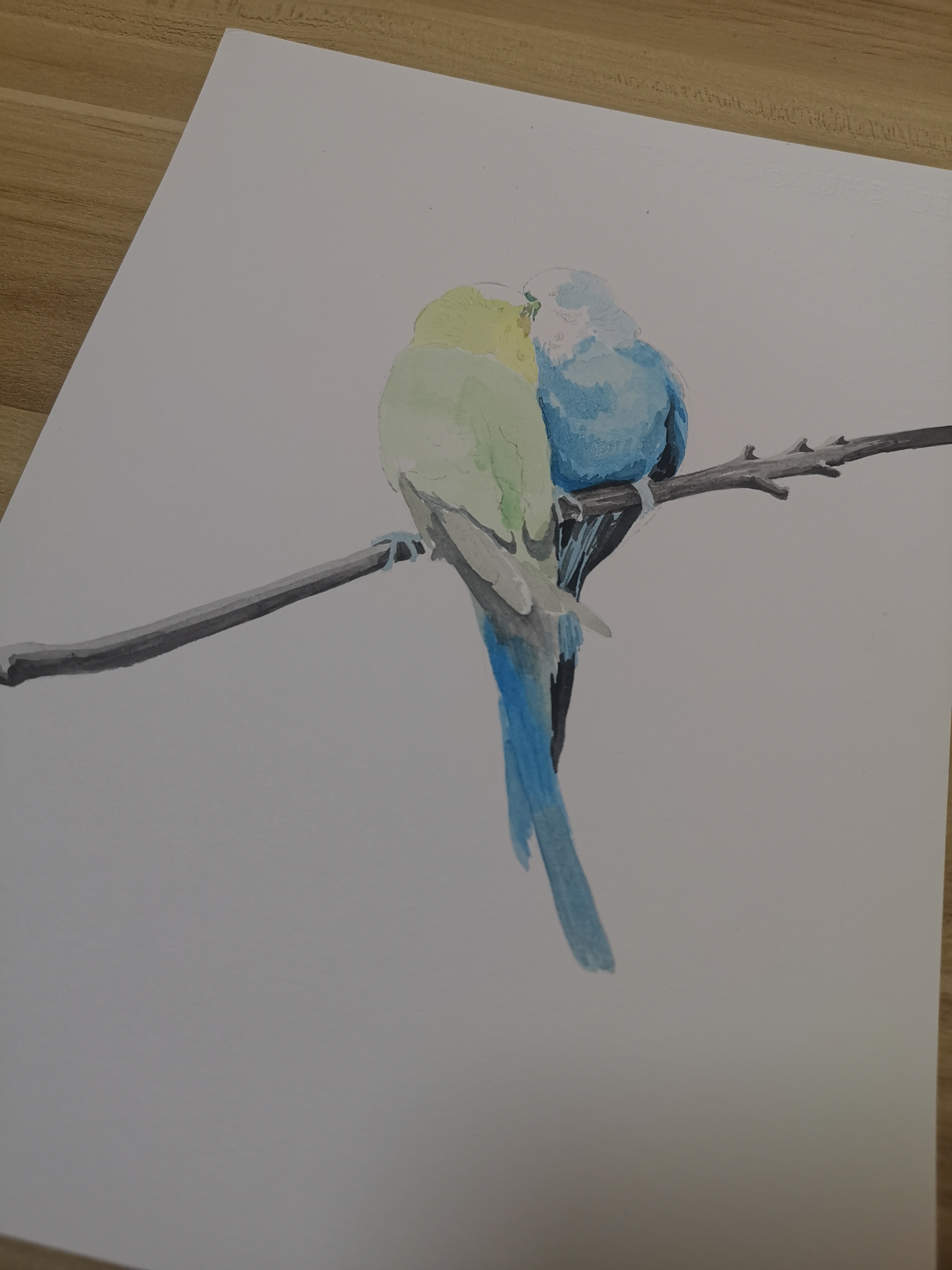 2021水彩萌宠肖像画系列 の 《虎皮鹦鹉组图②》