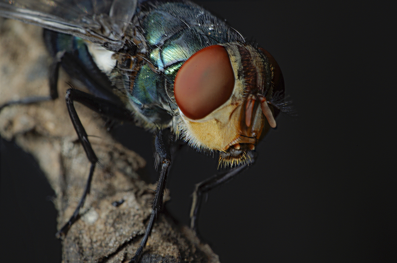 50镜头倒接拍的微距（图ZMTEzNDA1MTYw） - 宠物摄影 - 站酷设计师文武奎原创素材 - 站酷ZCOOL