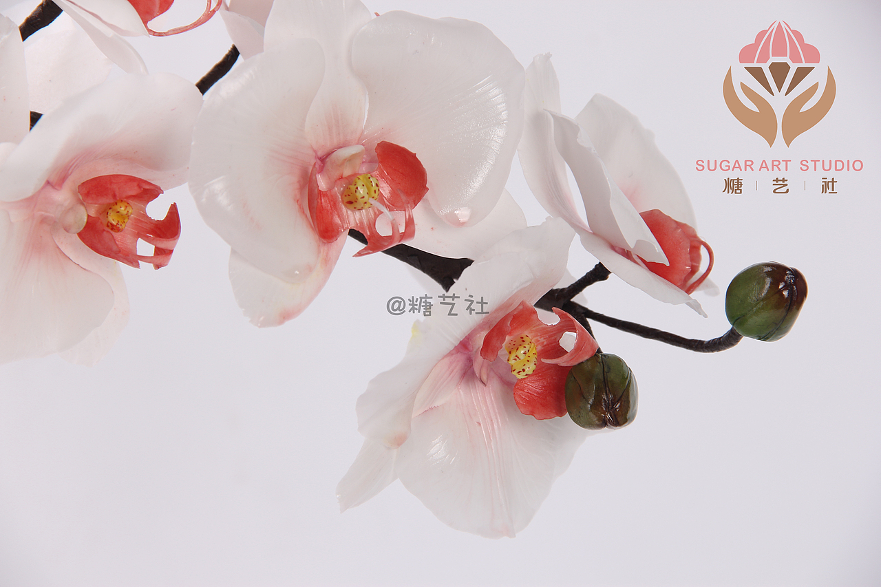 翻糖工艺大师顾碧清老师英式翻糖花作品--蝴蝶兰（图ZMTQxNTM5NzQw） - 工艺品设计 - 站酷设计师糖艺社原创素材 - 站酷ZCOOL