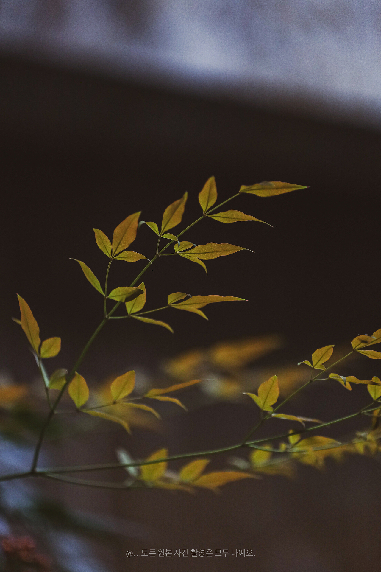 秋日田园：南瓜金辉与柿子红韵