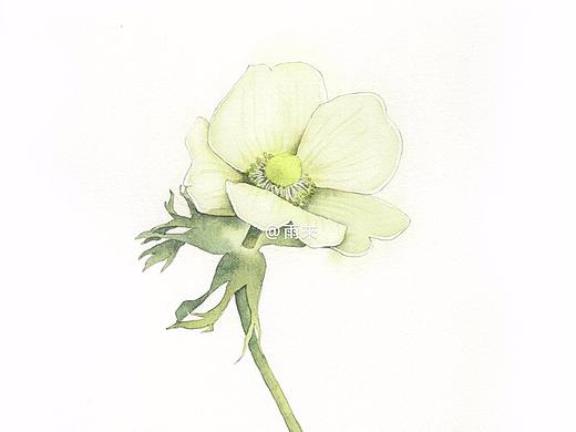画一组小花小草