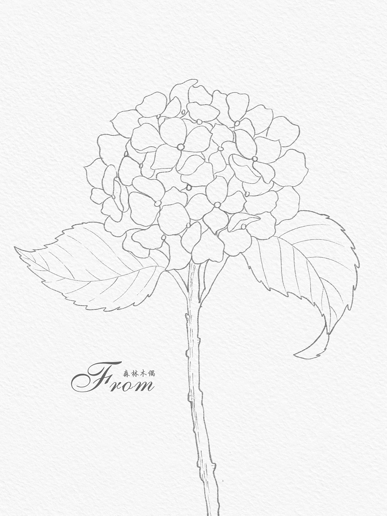 植物花卉线稿